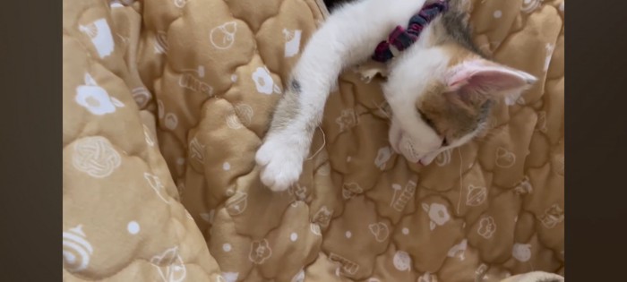 はみだしている猫