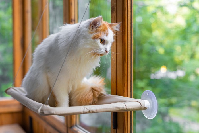 窓辺のベッドに乗って外を眺める猫