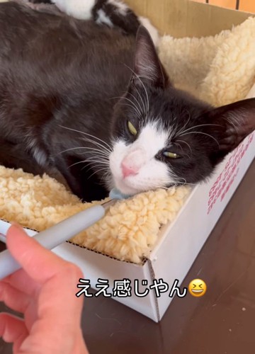 孫の手てあごをなでられる猫