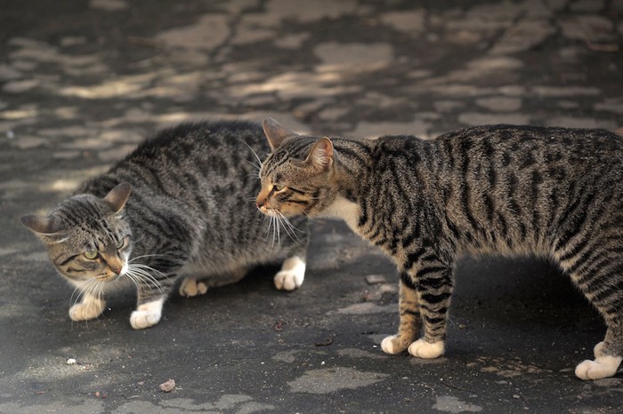 警戒しあう二匹の猫