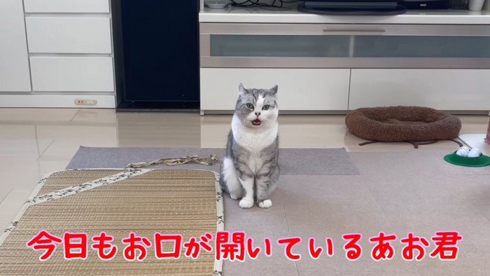 おすわりする猫