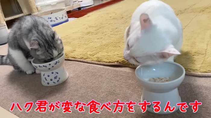 並んで食べる猫2匹