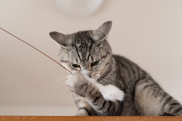 じゃらしで遊ぶ猫