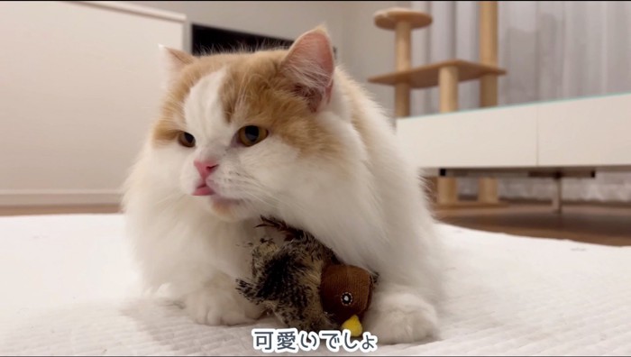 すずめの形をしたぬいぐるみを抱えながら舌を出す猫