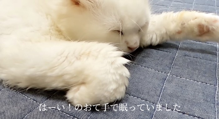 眠るシロちゃん