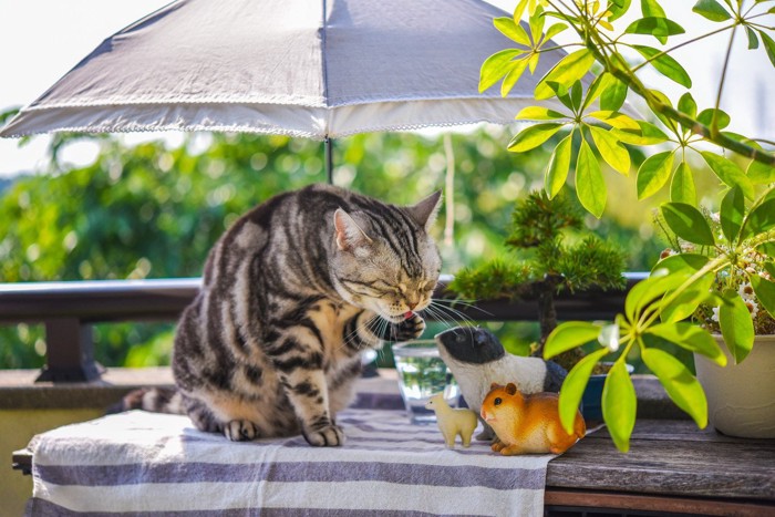 ベランダで毛づくろいをする猫