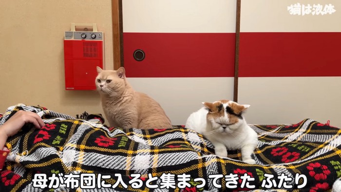 寝ている人の上に乗る猫