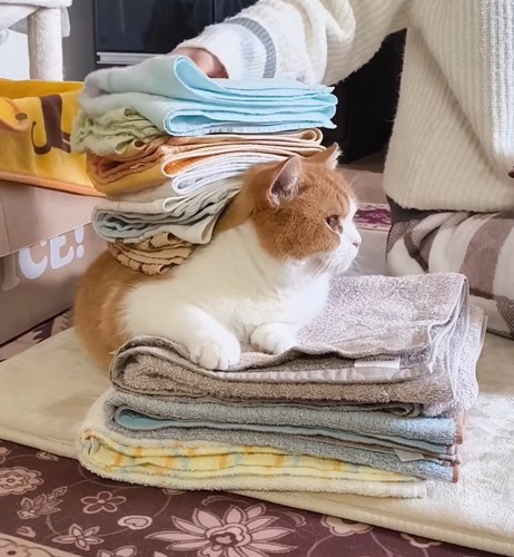 洗濯物を背中に乗せられ、遠くを見つめる猫