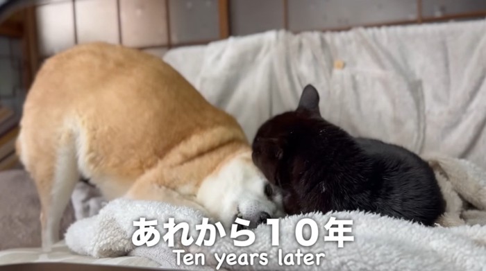 柴犬を毛づくろいしている黒猫