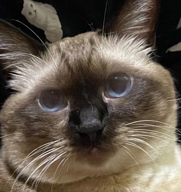 目を見開く猫