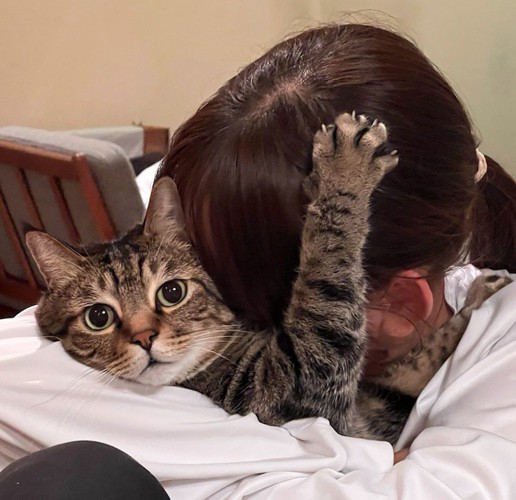 腹に顔を当てられて固まる猫