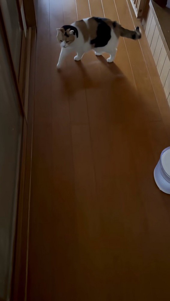 廊下を歩く様子