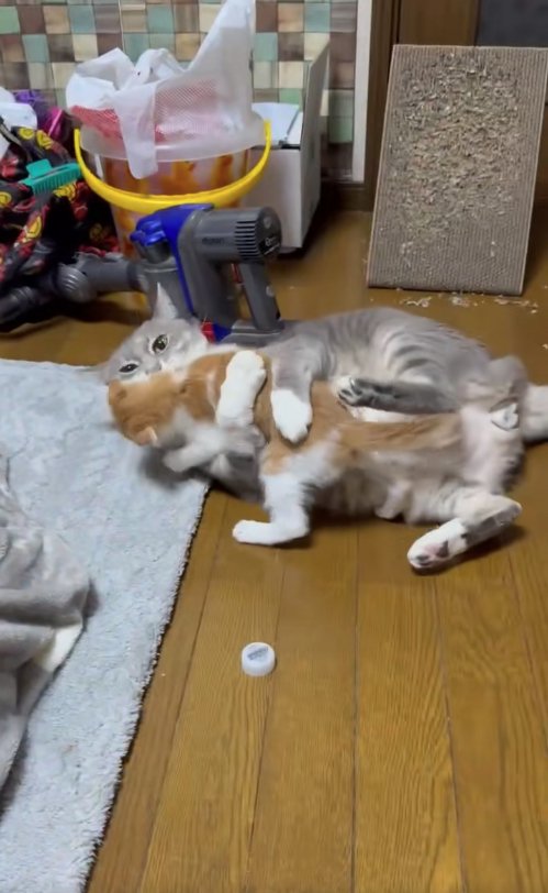 襲ってくる子猫を両前足でホールドするサバトラ