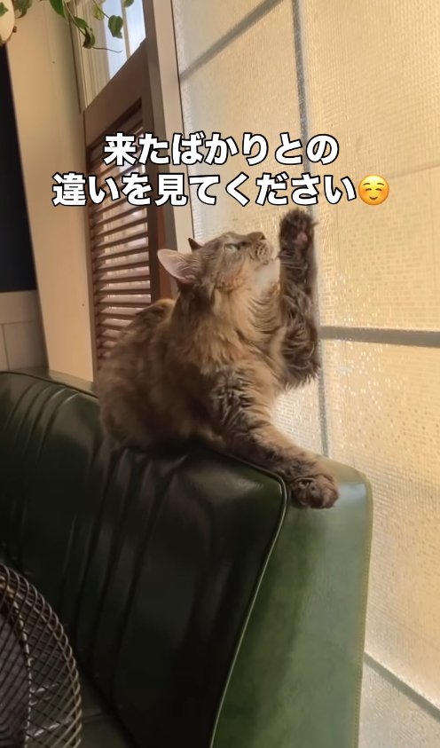 ガラス戸の前でソファの背もたれに乗って真上を見上げる長毛猫