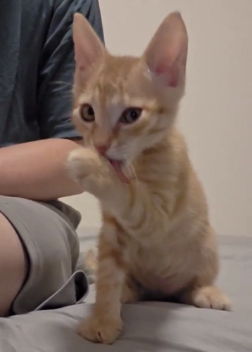 毛づくろいを始める茶トラの子猫
