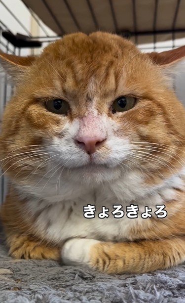 香箱座りをしている猫