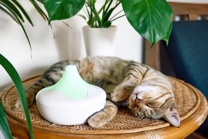 加湿器の隣で眠る猫