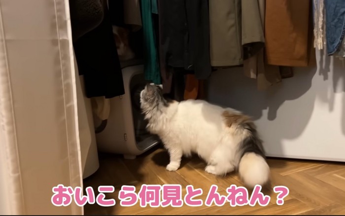 見る猫