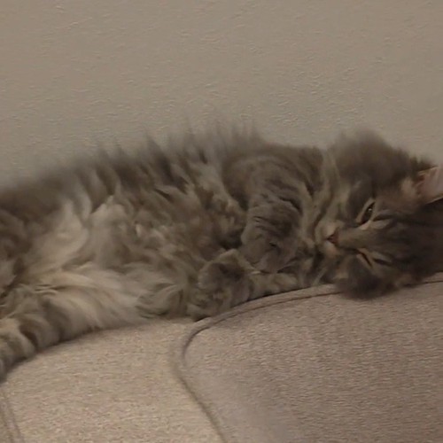 横になる猫