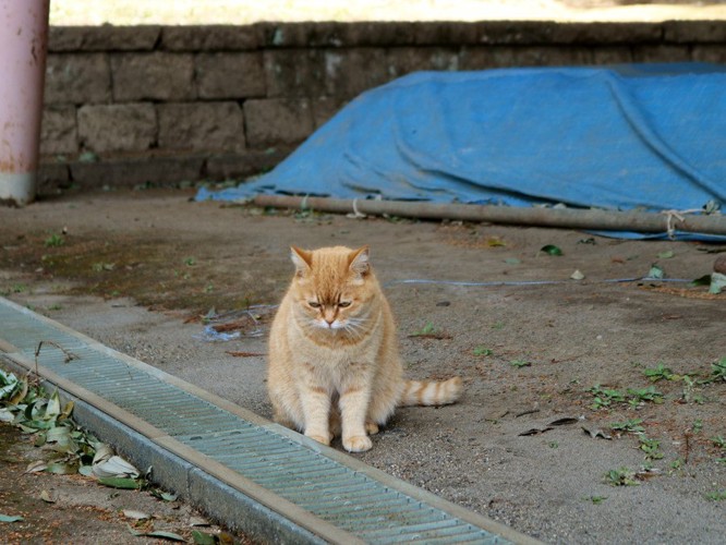 しょんぼり顔の猫