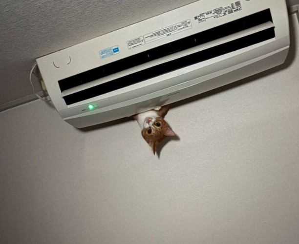 エアコンの上から覗く猫