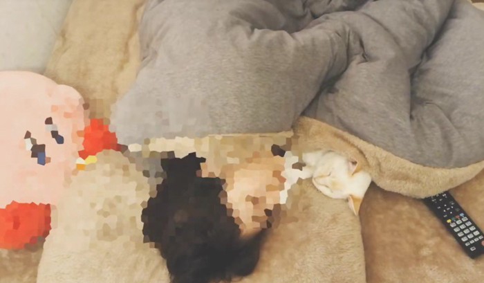 一緒に寝る猫と飼い主