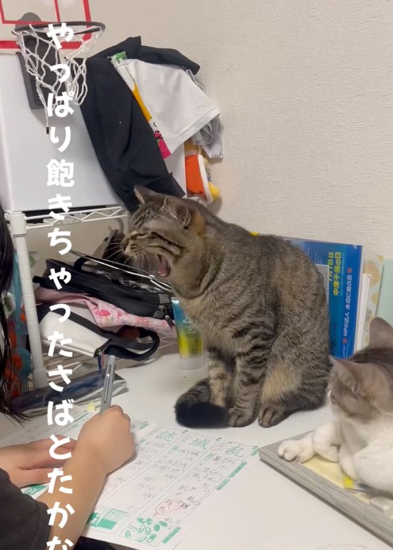 あくびをする猫
