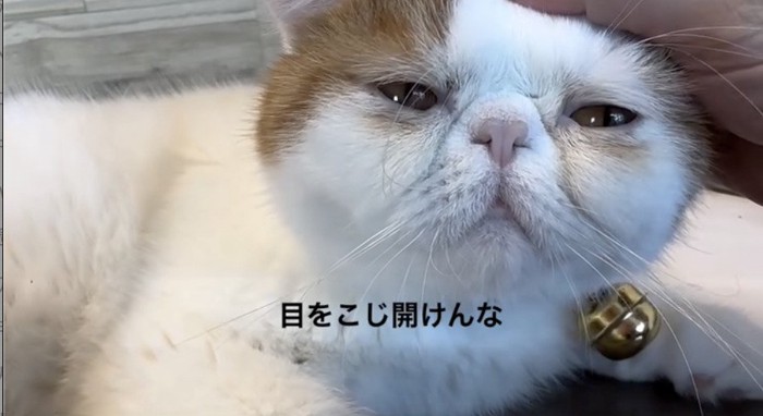 飼い主に目をこじ開けられる猫