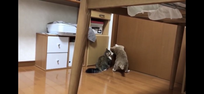 扉をあけようとする二匹の猫