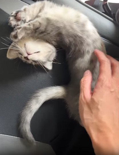 体を反らす子猫