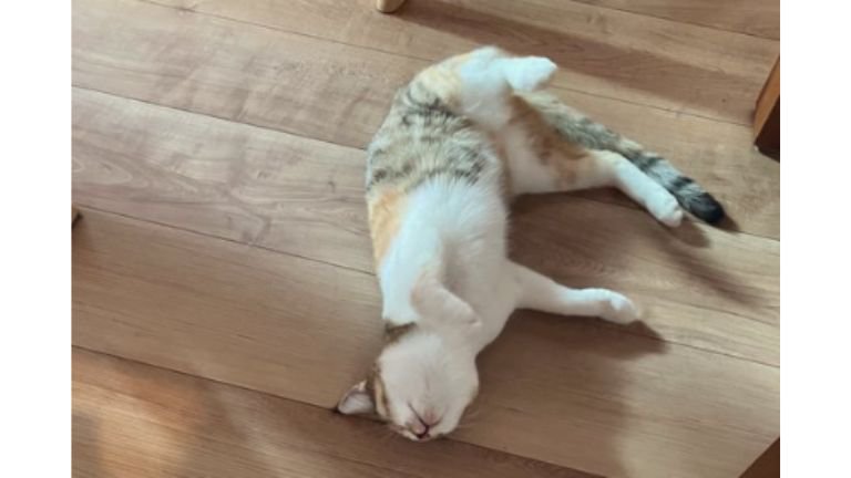 床に寝転がる猫