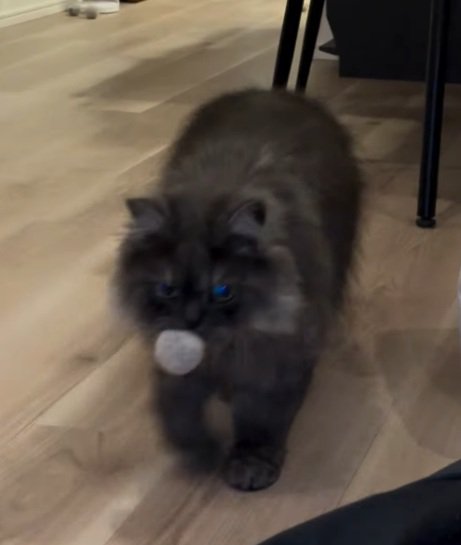 ボールを咥える猫