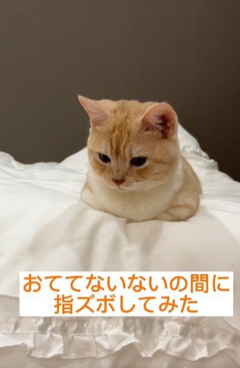 香箱座りをしている猫