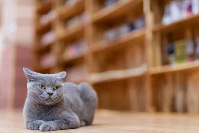 部屋にいる猫