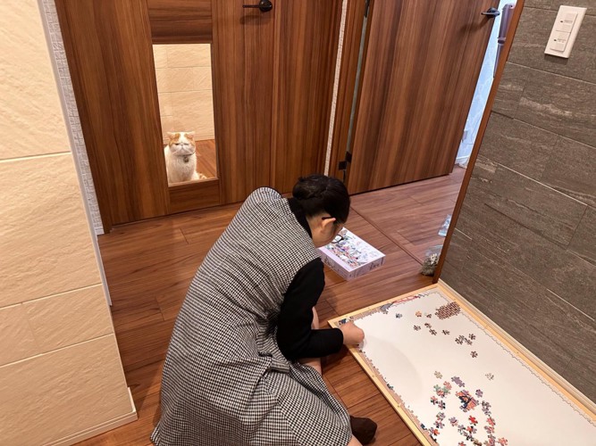 パズルする人を窓越しに見る猫