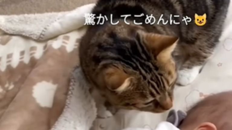 赤ちゃんに鼻を近づけている猫