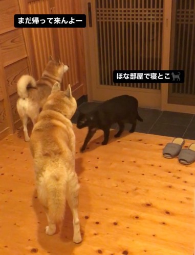 玄関を見る犬の間を歩く猫