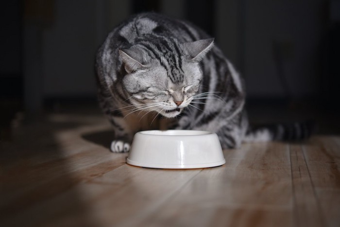 美味しそうにキャットフードを食べる猫