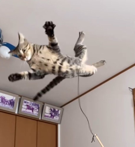 空中で体をひねる猫