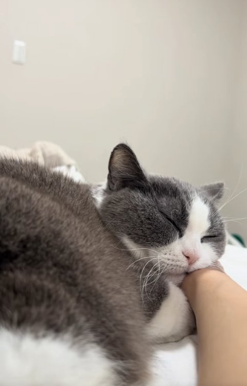 飼い主の手を枕にして寝ている猫