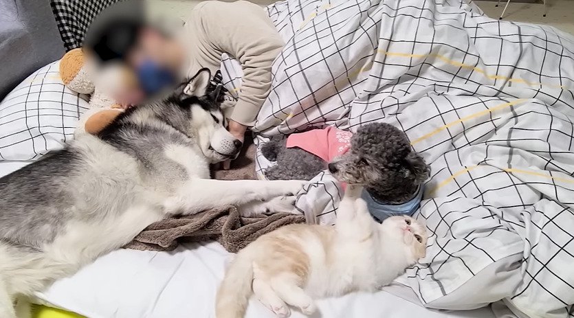 飼い主のそばに寝転がる子猫と2匹の犬