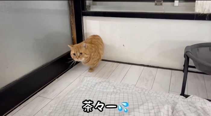 固まる猫