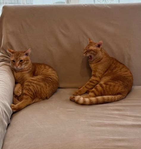 ソファにいる猫2匹