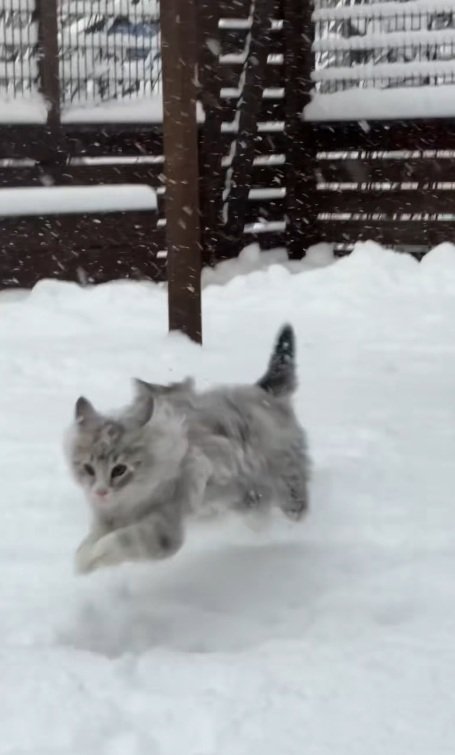雪の中で走るノルウェージャンフォレストキャット