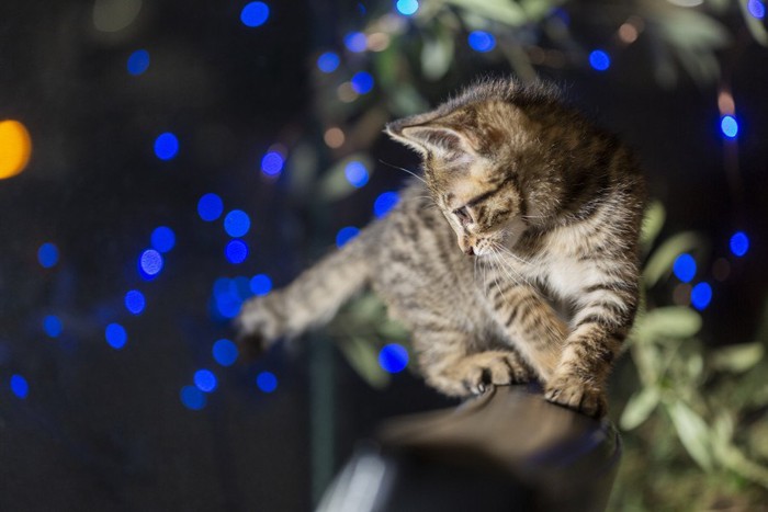 夜活動する子猫