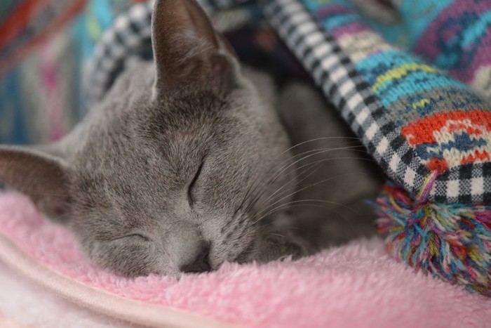 気持ちよさそうに寝る猫