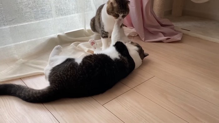 寝転がる猫と座る猫