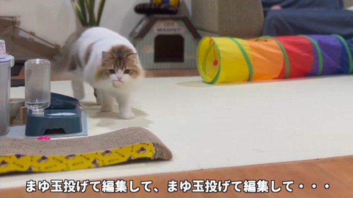 おもちゃをくわえる猫