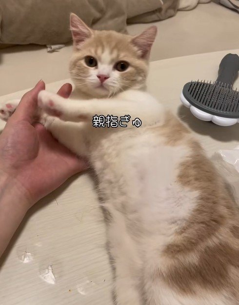 飼い主の親指をぎゅうする猫