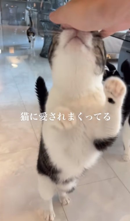 手に鼻をあてる猫